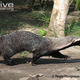 Illustration for article titled Monday Mustelid - Galictis vittata Edition